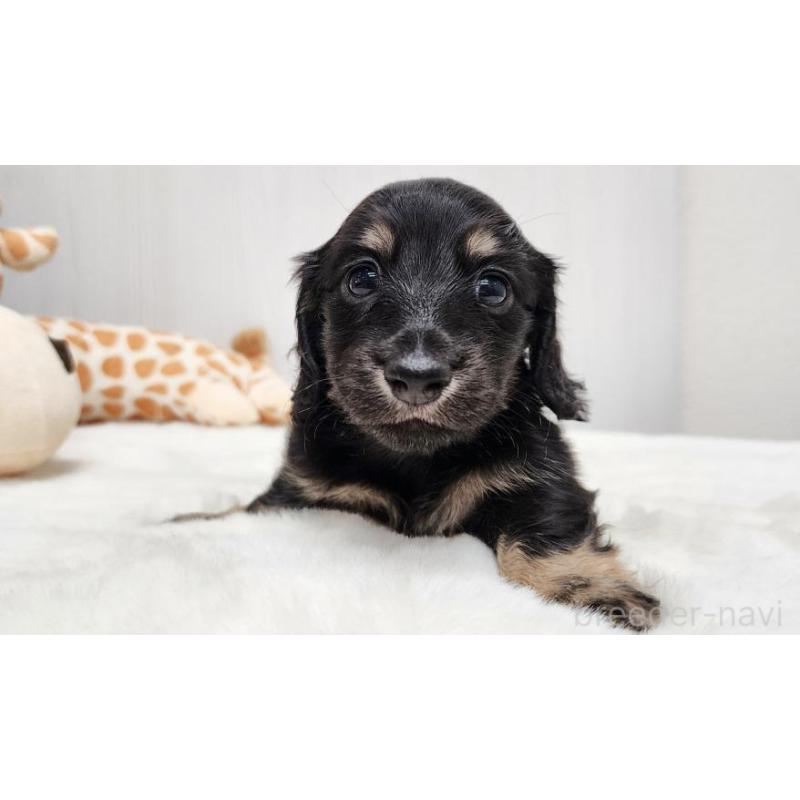 販売中の大阪府のミニチュアダックスフンド(ロングヘアード)-428134の5枚目