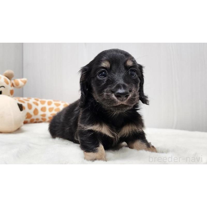 販売中の大阪府のミニチュアダックスフンド(ロングヘアード)-428134の4枚目