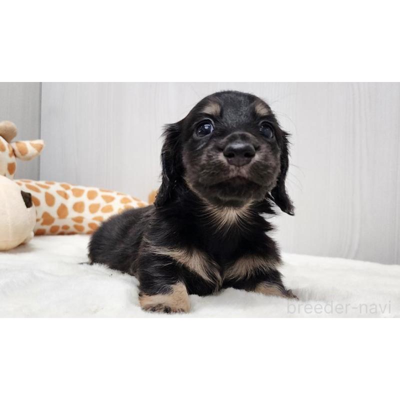 販売中の大阪府のミニチュアダックスフンド(ロングヘアード)-428134の2枚目