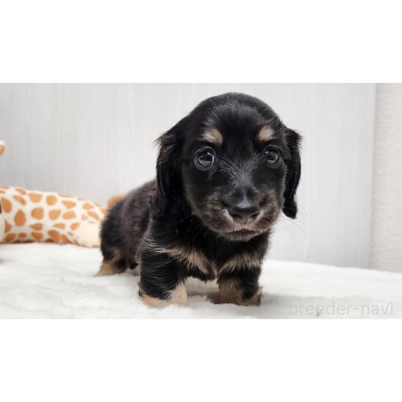 販売中の大阪府のミニチュアダックスフンド(ロングヘアード)-428134の3枚目