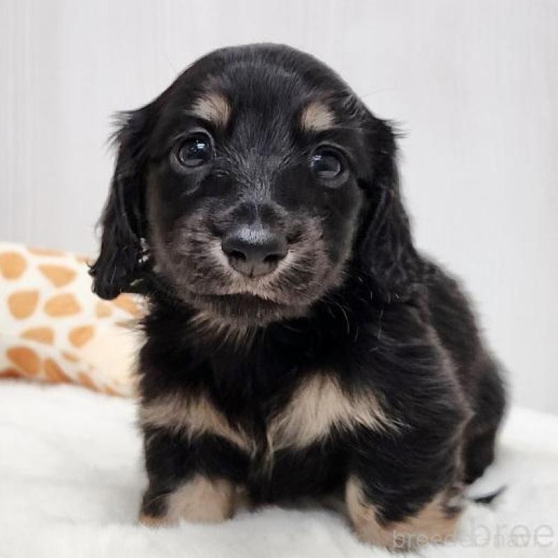 販売中の大阪府のミニチュアダックスフンド(ロングヘアード)-428134の1枚目