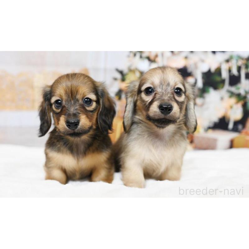 販売中の大阪府のミニチュアダックスフンド(ロングヘアード)-428136の5枚目