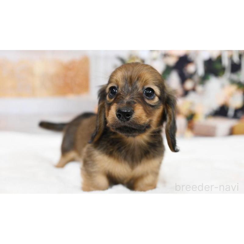 販売中の大阪府のミニチュアダックスフンド(ロングヘアード)-428136の4枚目