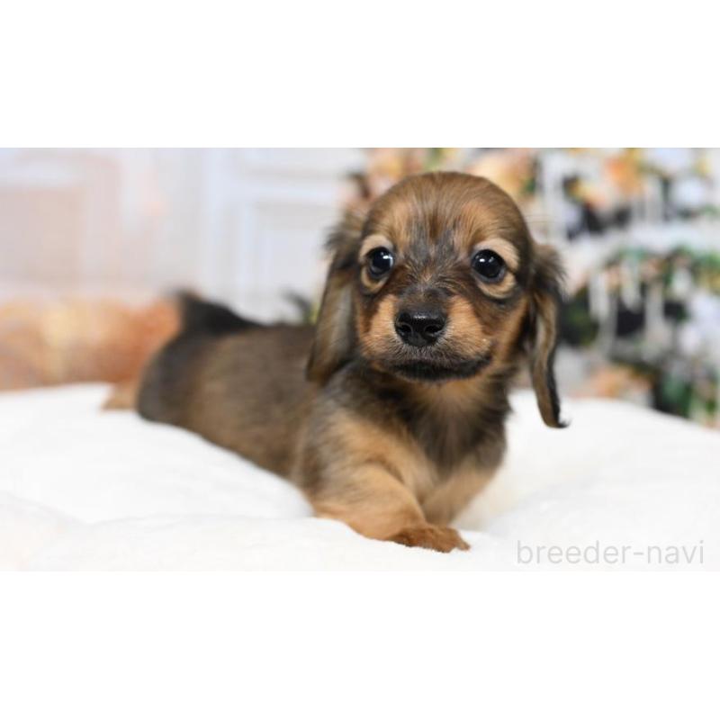 販売中の大阪府のミニチュアダックスフンド(ロングヘアード)-428136の3枚目