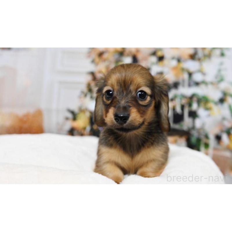 販売中の大阪府のミニチュアダックスフンド(ロングヘアード)-428136の2枚目