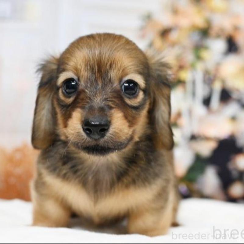 販売中の大阪府のミニチュアダックスフンド(ロングヘアード)-428136の1枚目