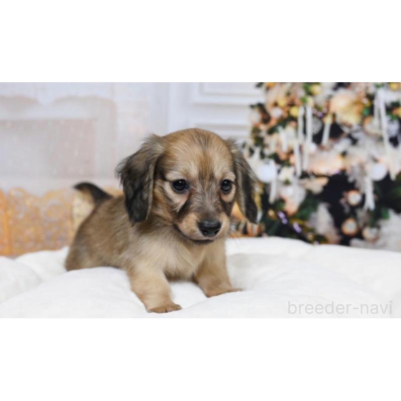 販売中の大阪府のミニチュアダックスフンド(ロングヘアード)-428137の3枚目