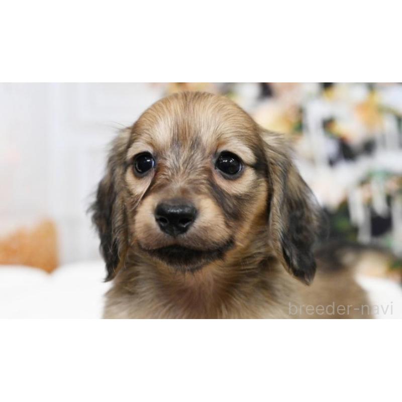 販売中の大阪府のミニチュアダックスフンド(ロングヘアード)-428137の4枚目