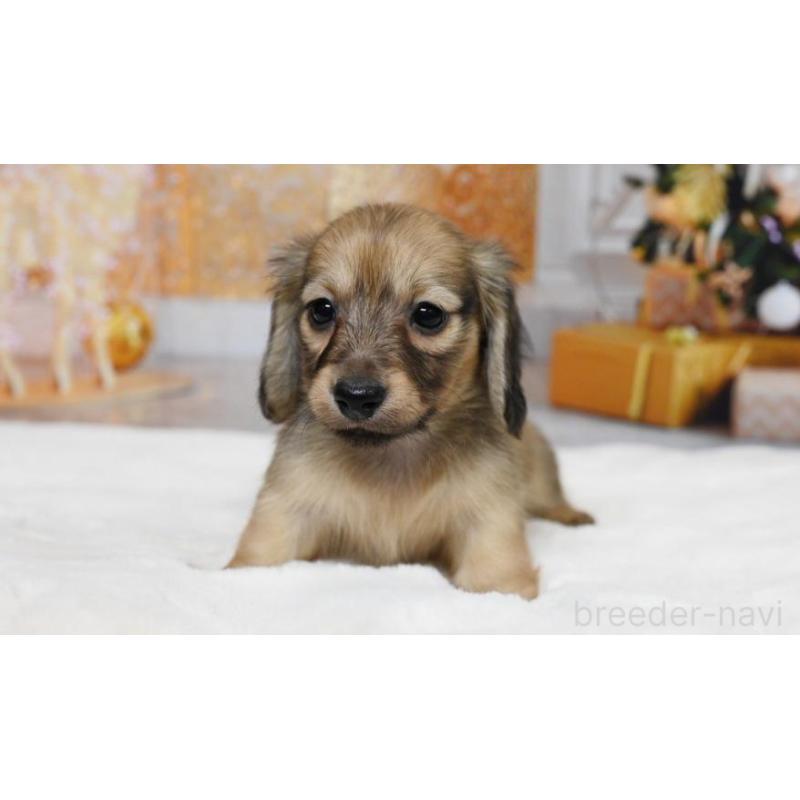 販売中の大阪府のミニチュアダックスフンド(ロングヘアード)-428137の2枚目