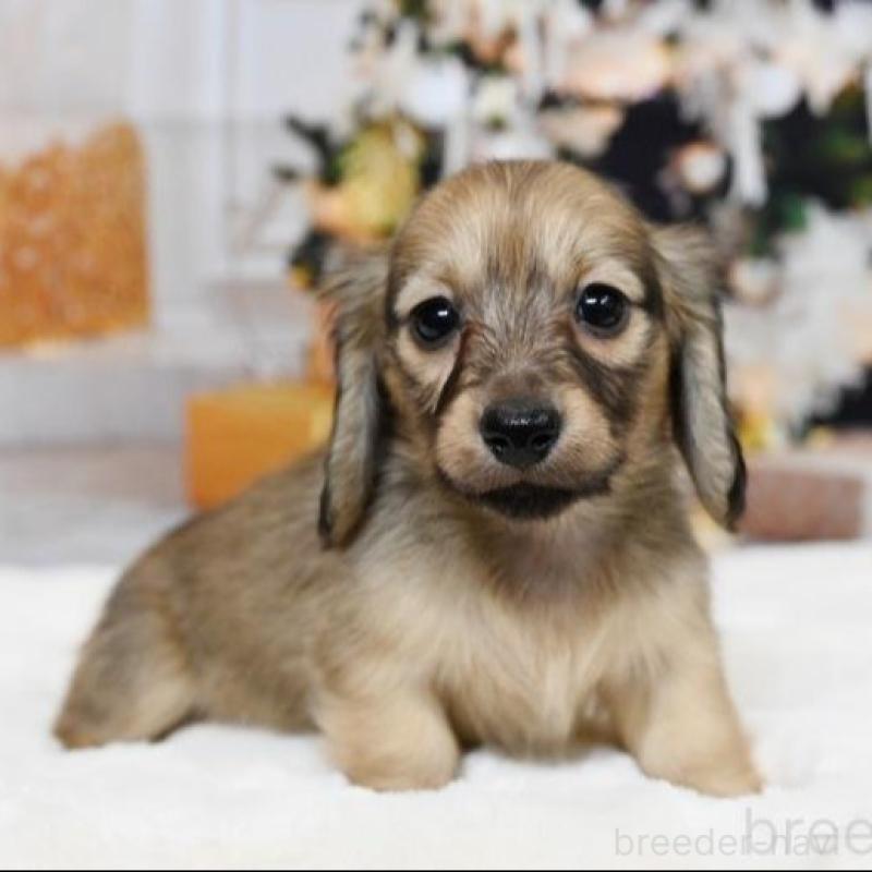 販売中の大阪府のミニチュアダックスフンド(ロングヘアード)-428137の1枚目