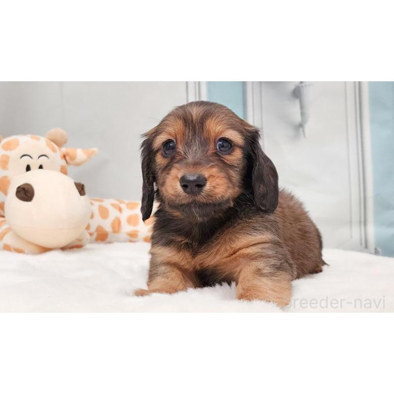 販売中の大阪府のミニチュアダックスフンド(ロングヘアード)-428138の5枚目