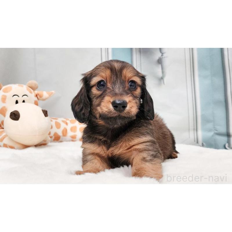 販売中の大阪府のミニチュアダックスフンド(ロングヘアード)-428138の4枚目