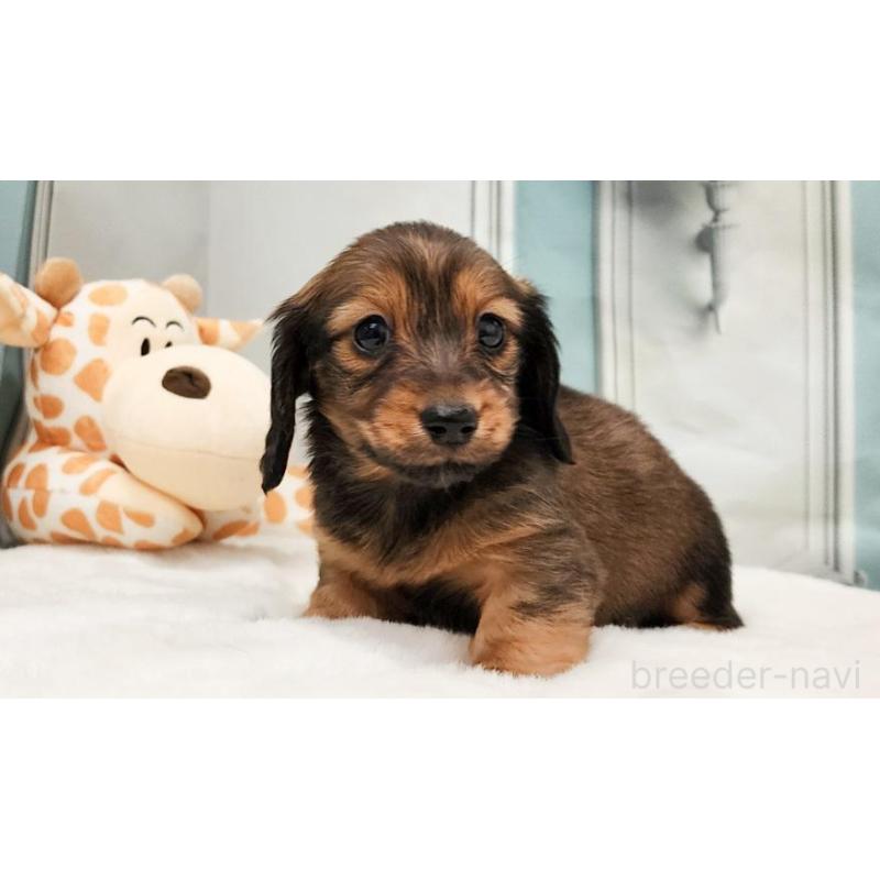 販売中の大阪府のミニチュアダックスフンド(ロングヘアード)-428138の3枚目