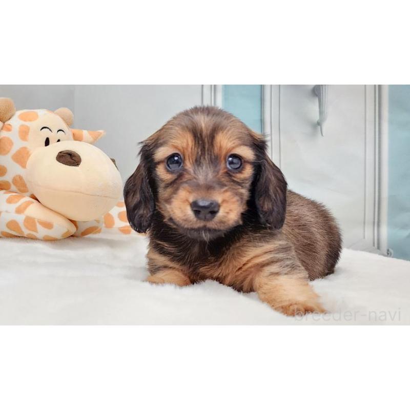 販売中の大阪府のミニチュアダックスフンド(ロングヘアード)-428138の2枚目