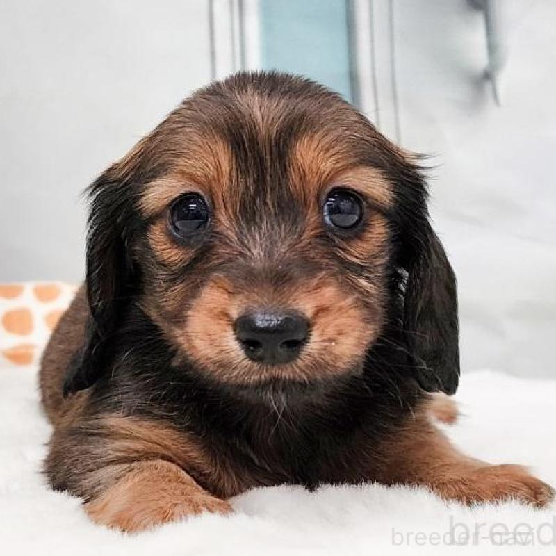 販売中の大阪府のミニチュアダックスフンド(ロングヘアード)-428138