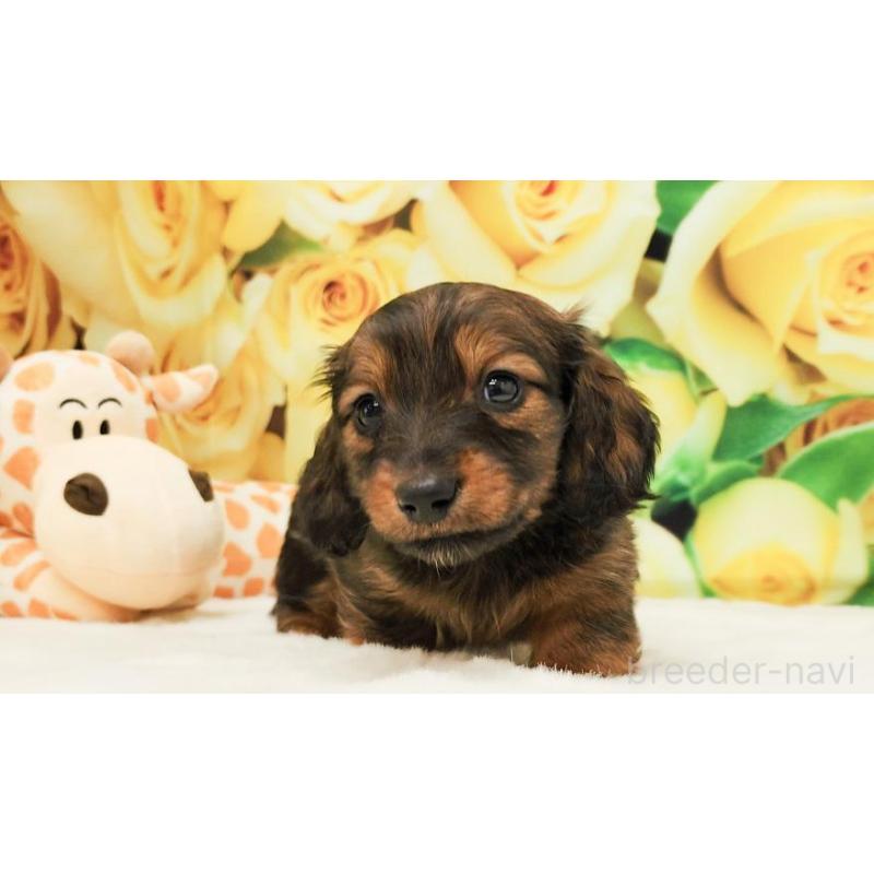 販売中の大阪府のミニチュアダックスフンド(ロングヘアード)-428139の4枚目