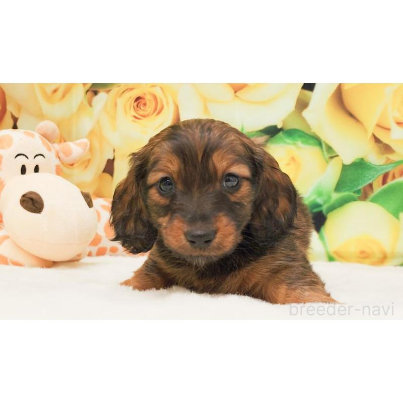 販売中の大阪府のミニチュアダックスフンド(ロングヘアード)-428139の5枚目