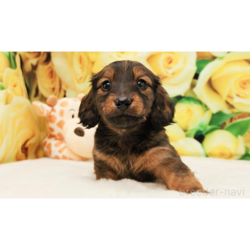 販売中の大阪府のミニチュアダックスフンド(ロングヘアード)-428139の3枚目