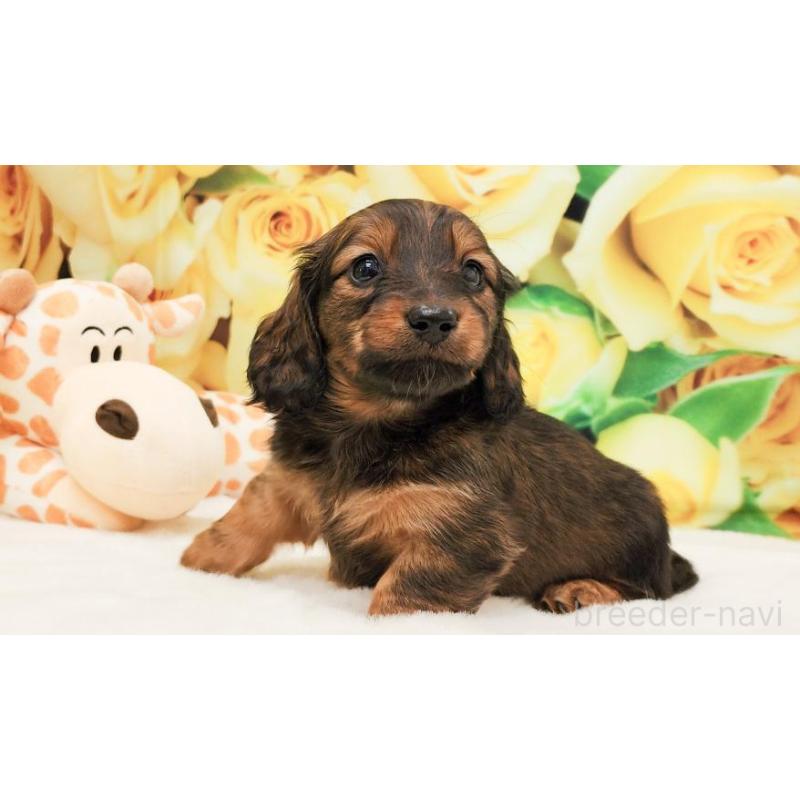 販売中の大阪府のミニチュアダックスフンド(ロングヘアード)-428139の2枚目