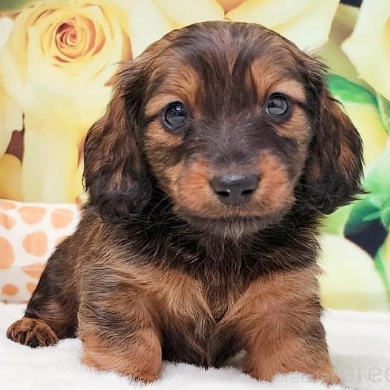 販売中の大阪府のミニチュアダックスフンド(ロングヘアード)-428139