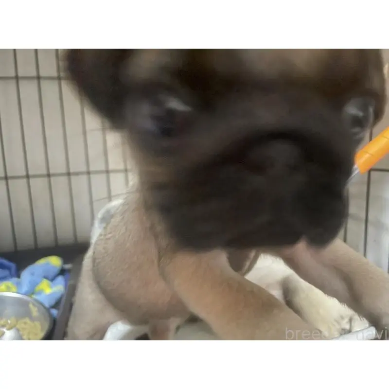 販売中の静岡県のパグ-428143の2枚目