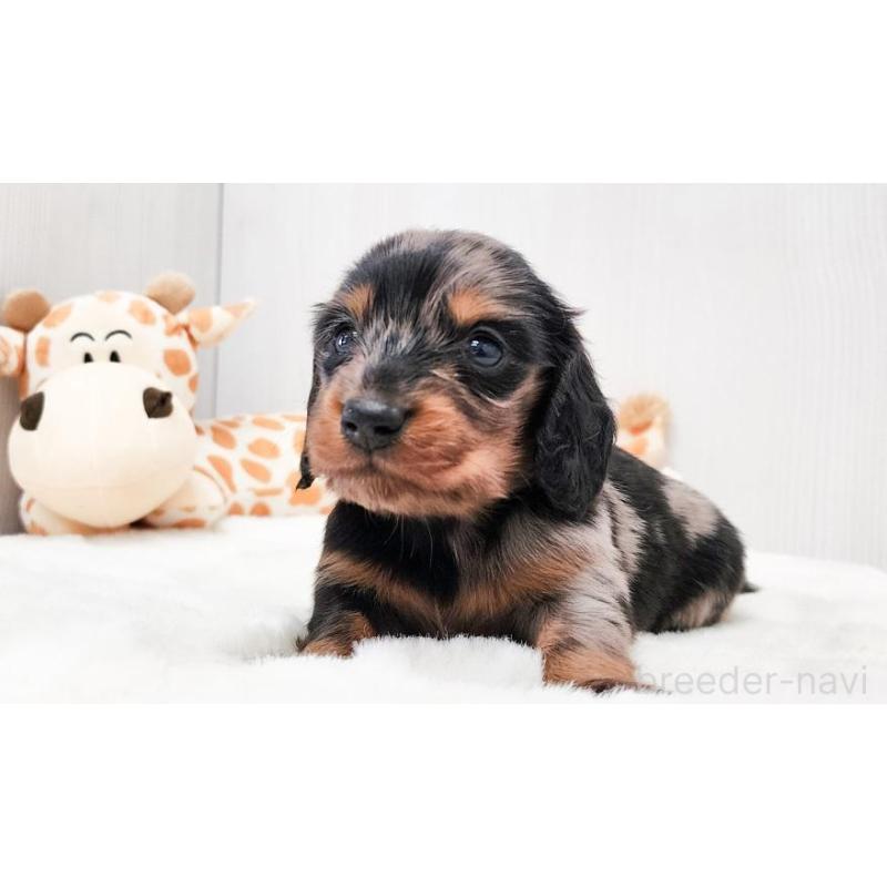 販売中の大阪府のミニチュアダックスフンド(ロングヘアード)-428142の5枚目