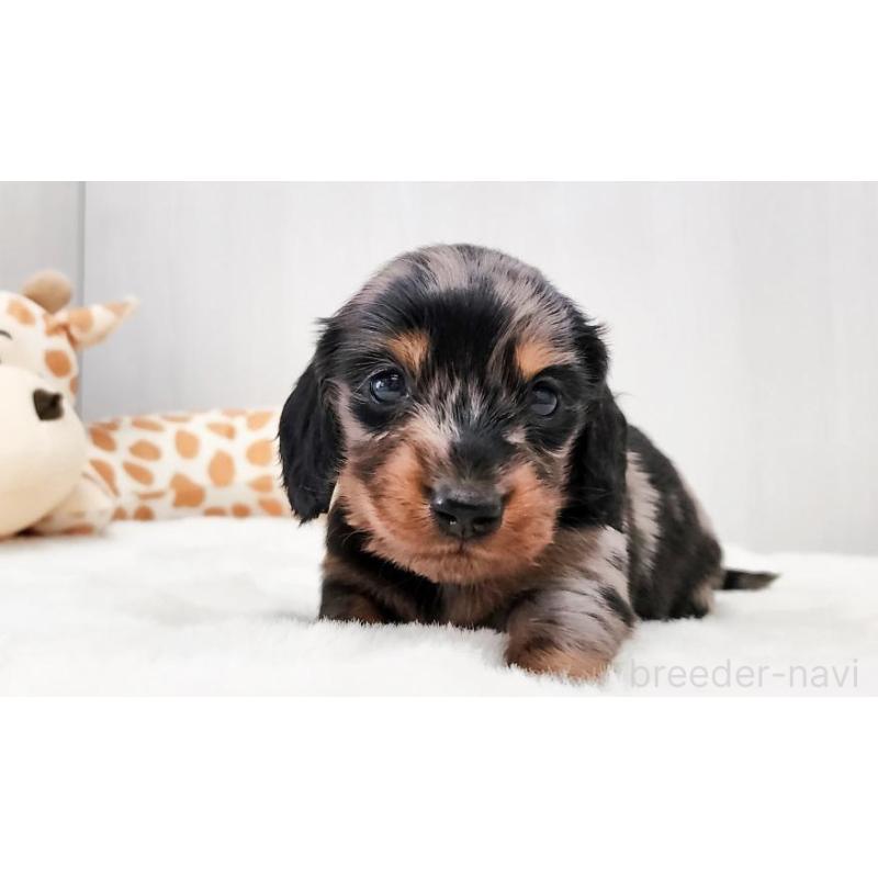 販売中の大阪府のミニチュアダックスフンド(ロングヘアード)-428142の3枚目