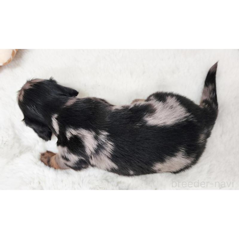 販売中の大阪府のミニチュアダックスフンド(ロングヘアード)-428142の4枚目