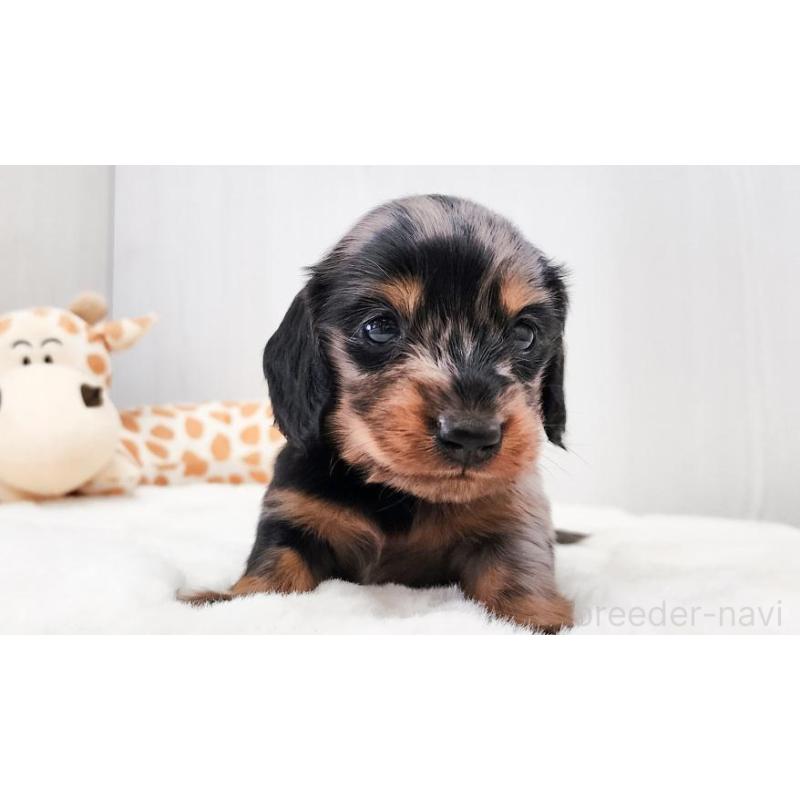 販売中の大阪府のミニチュアダックスフンド(ロングヘアード)-428142の2枚目