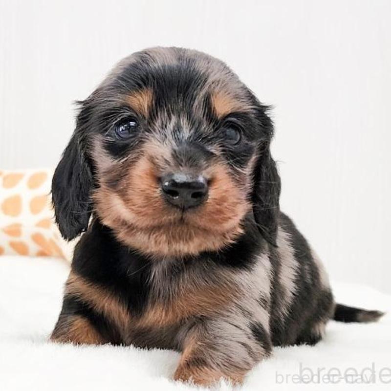 販売中の大阪府のミニチュアダックスフンド(ロングヘアード)-428142