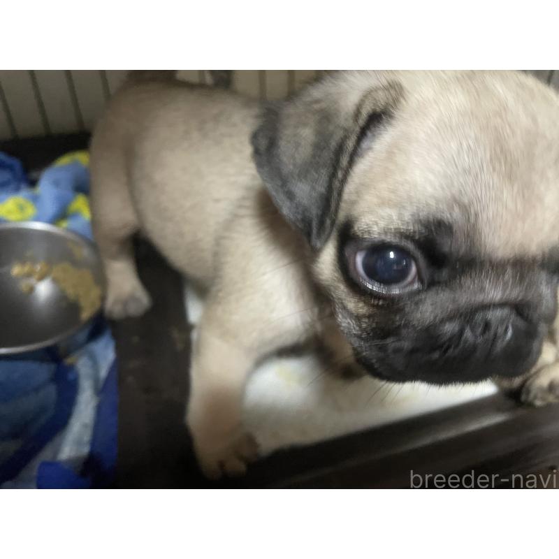 販売中の静岡県のパグ-428146の4枚目