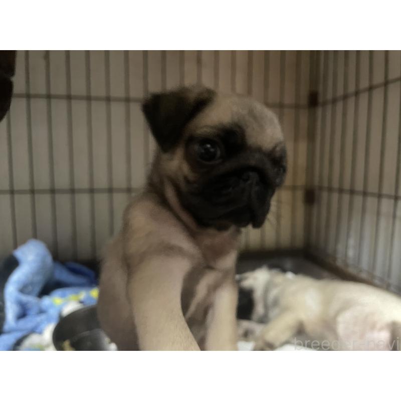 販売中の静岡県のパグ-428146の3枚目