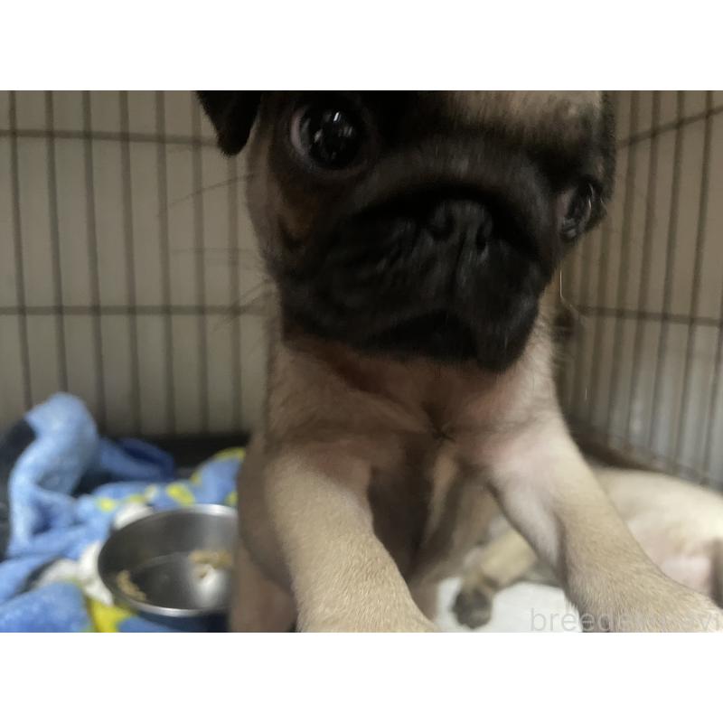 販売中の静岡県のパグ-428146の2枚目