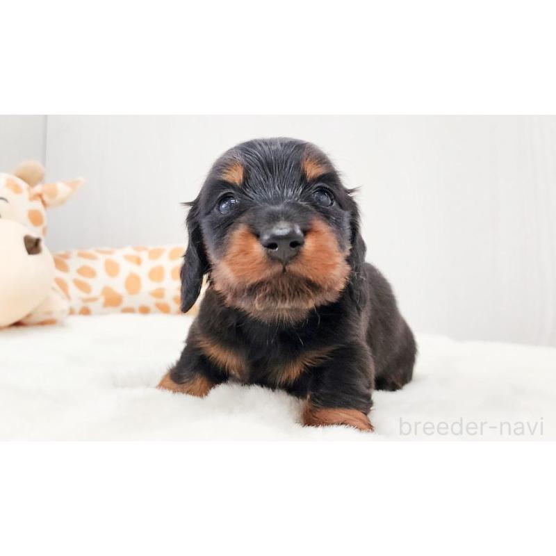 販売中の大阪府のミニチュアダックスフンド(ロングヘアード)-428145の4枚目