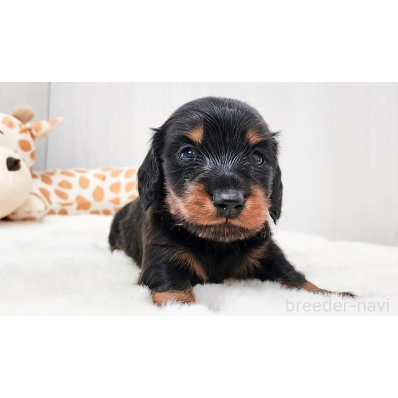 販売中の大阪府のミニチュアダックスフンド(ロングヘアード)-428145の5枚目