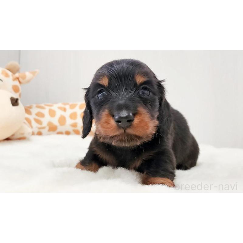 販売中の大阪府のミニチュアダックスフンド(ロングヘアード)-428145の3枚目