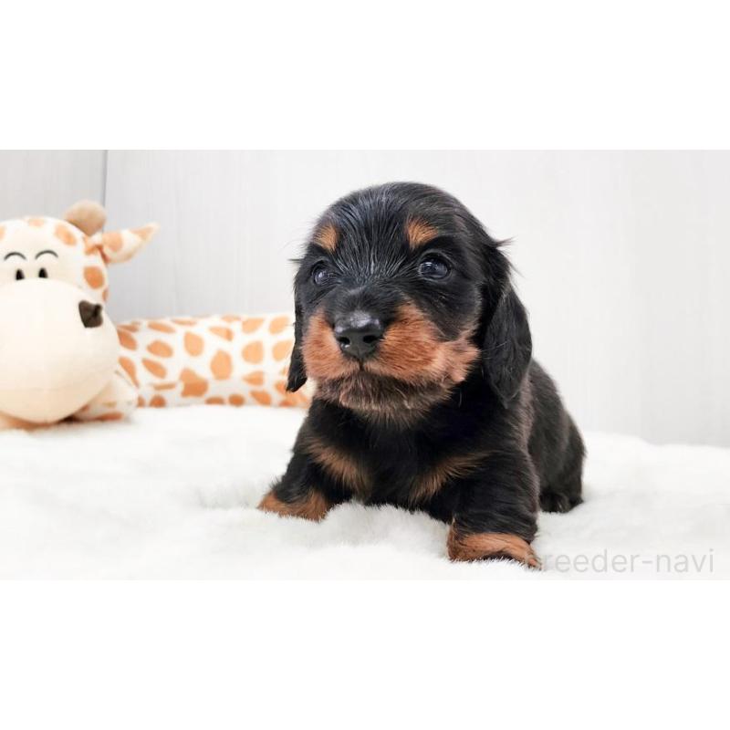 販売中の大阪府のミニチュアダックスフンド(ロングヘアード)-428145の2枚目