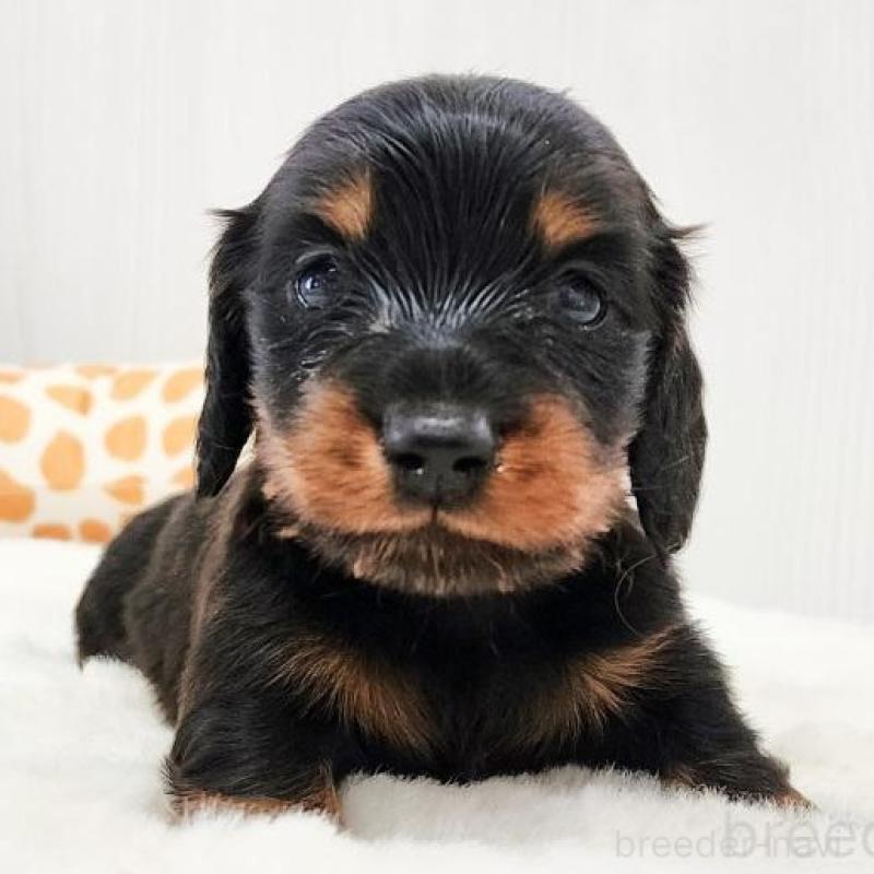 販売中の大阪府のミニチュアダックスフンド(ロングヘアード)-428145