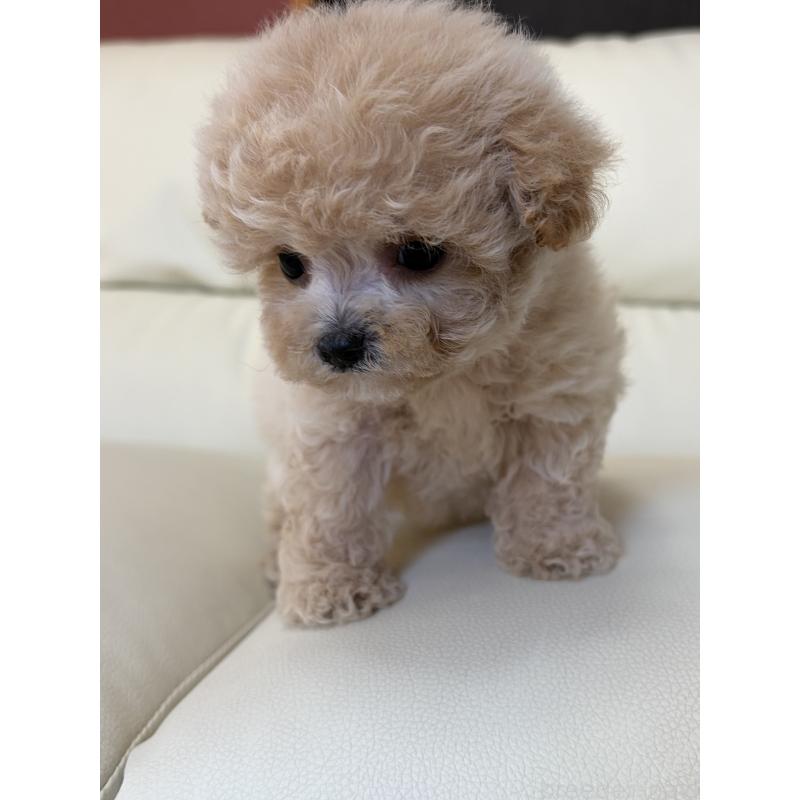 販売中の滋賀県のビションプー:ビションフリーゼ×トイプードル-428149の9枚目