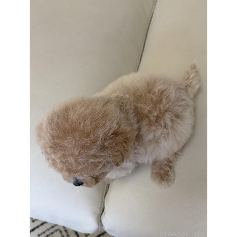 販売中の滋賀県のビションプー:ビションフリーゼ×トイプードル-428149の8枚目