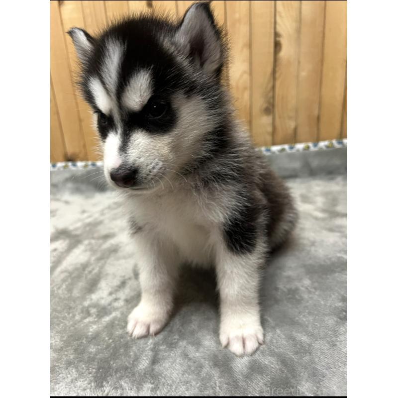 販売中の静岡県のシベリアンハスキー-428161の6枚目