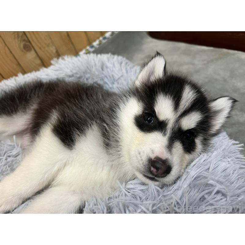 販売中の静岡県のシベリアンハスキー-428161の5枚目