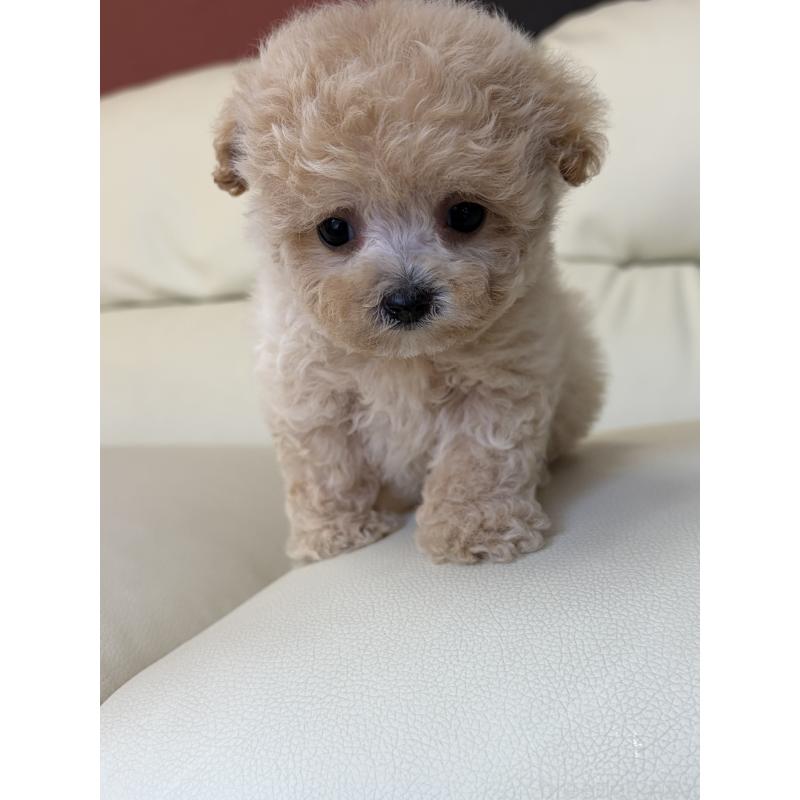 販売中の滋賀県のビションプー:ビションフリーゼ×トイプードル-428149の7枚目