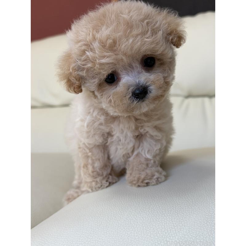 販売中の滋賀県のビションプー:ビションフリーゼ×トイプードル-428149の6枚目