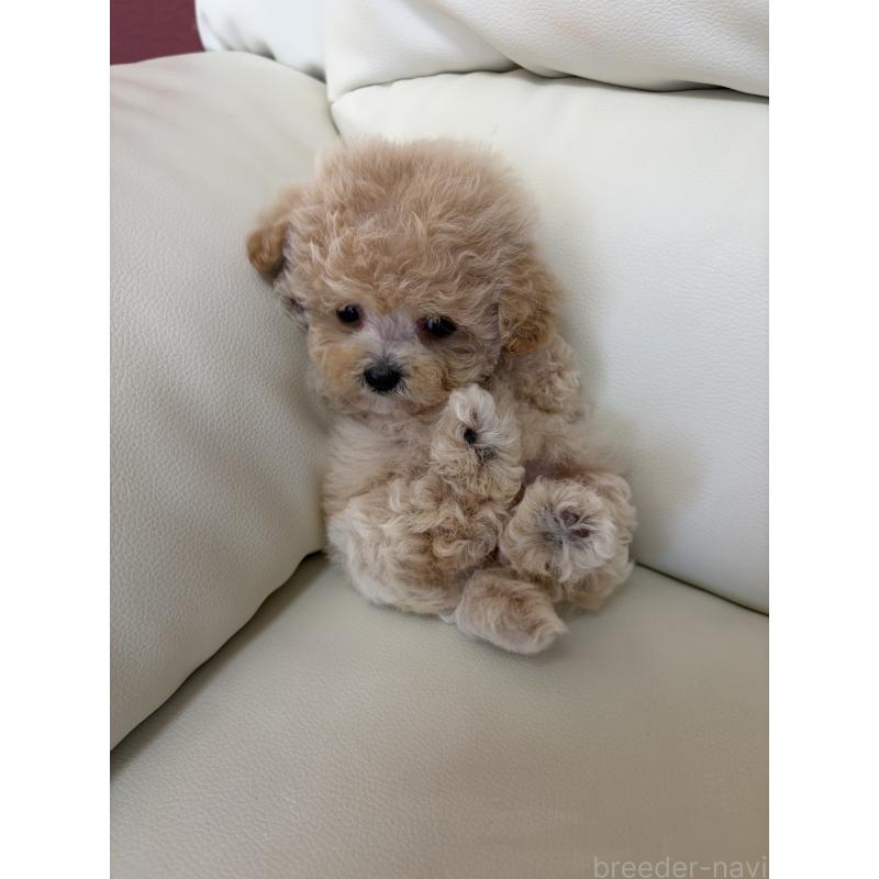 販売中の滋賀県のビションプー:ビションフリーゼ×トイプードル-428149の5枚目