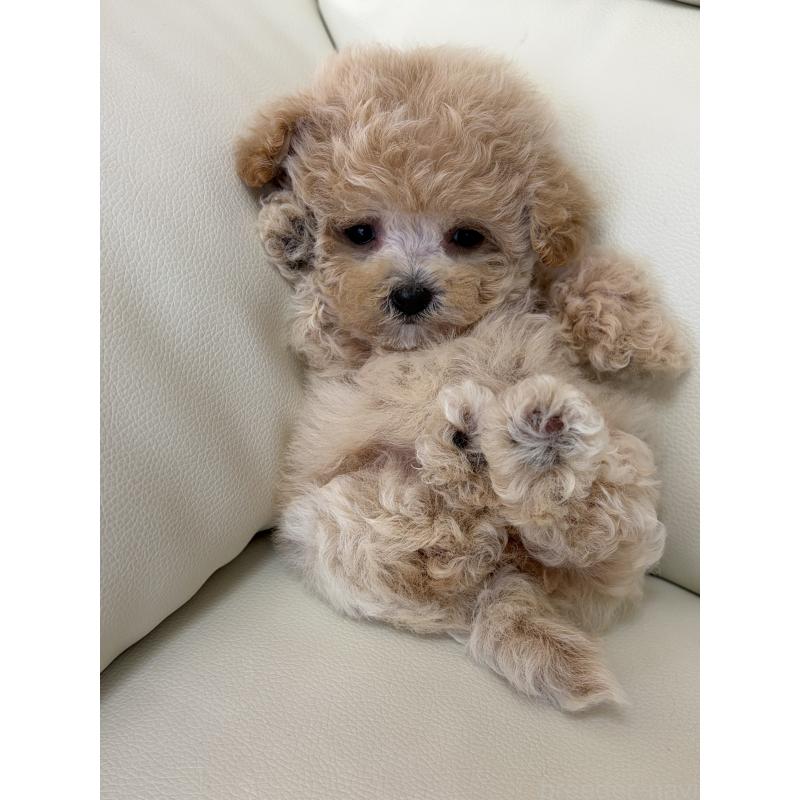 販売中の滋賀県のビションプー:ビションフリーゼ×トイプードル-428149の4枚目