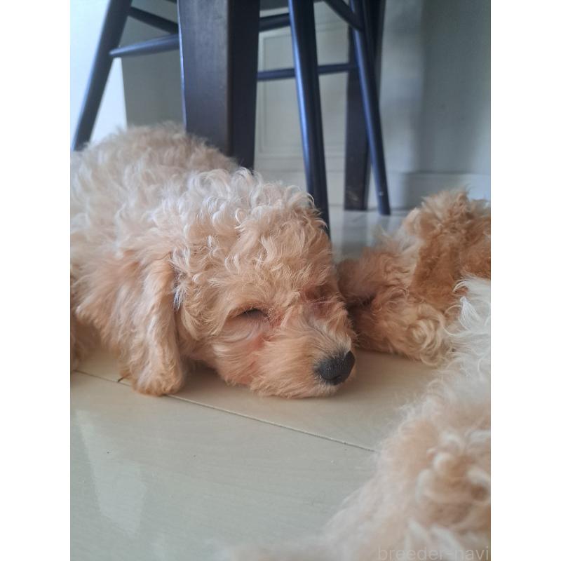 販売中の東京都のラブラドゥードル:ラブラドールレトリーバー×プードル-410126の4枚目