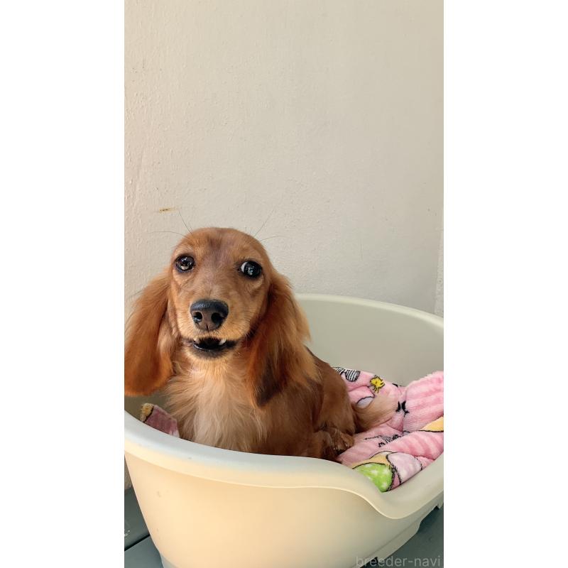 販売中の沖縄県のミニチュアダックスフンド(ロングヘアード)-418798の3枚目