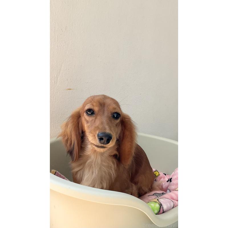 販売中の沖縄県のミニチュアダックスフンド(ロングヘアード)-418798の2枚目