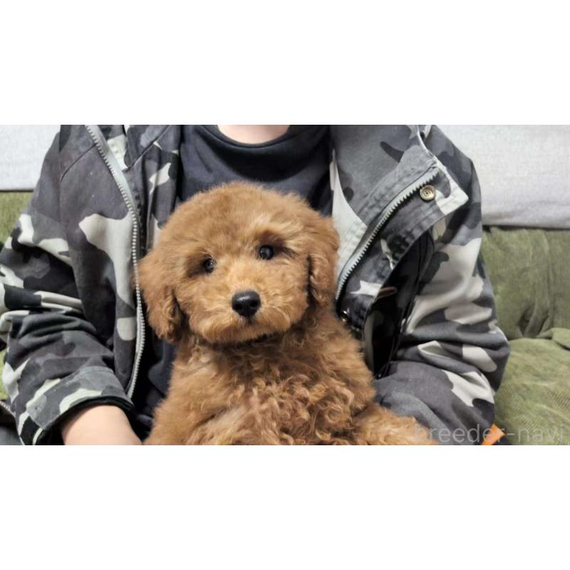 成約済の茨城県のトイプードル-417233の5枚目